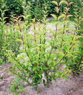 Ligustrum Japonicum / Troene Du Japon