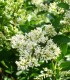 Ligustrum Ovalifolium / Troene Vert de Californie