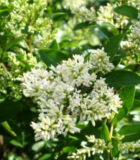 Ligustrum Ovalifolium / Troene Vert de Californie