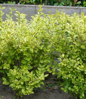 Ligustrum Ovalifolium Aureum / Troene Panache Jaune