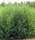 Ligustrum Sinense / Troene de Chine
