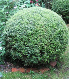 Lonicera Nitida