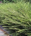 Lonicera Pileata