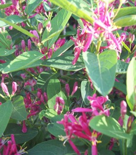 Lonicera Tatarica Hack'S Red / Chevrefeuille Arbustif Rouge