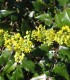 Mahonia Aquifolium