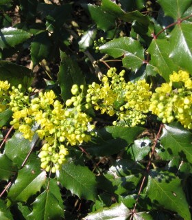 Mahonia Aquifolium