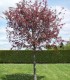 Malus Aldenhamensis / Pommier à fleurs Aldenhamensis