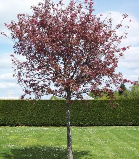 Malus Aldenhamensis / Pommier à fleurs Aldenhamensis