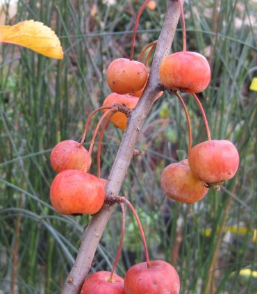 Malus Everest / Pommier à fleurs Everest
