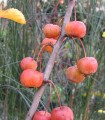 Malus Everest / Pommier à fleurs Everest