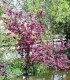 Malus Profusion / Pommier à fleurs Profusion