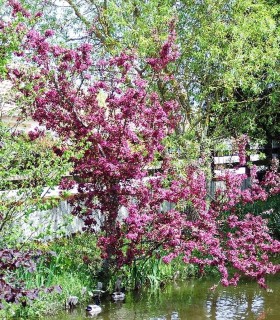 Malus Profusion / Pommier à fleurs Profusion