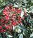 Nandina Domestica