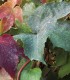 Parthenocissus Tricuspidata Robusta / Vigne Vierge Robusta
