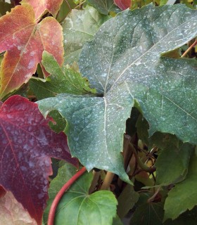 Parthenocissus Tricuspidata Robusta / Vigne Vierge Robusta