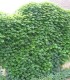 Parthenocissus Tricuspidata Veitchii / Vigne Vierge Veitchi Semis