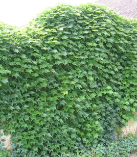 Parthenocissus Tricuspidata Veitchii / Vigne Vierge Veitchi Semis