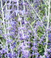 Perovskia Atriplicifolia Blue Spire