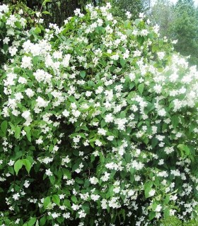 Philadelphus Coronarius / Seringat Coronarius
