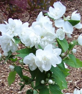 Philadelphus Virginal / Seringat Virginal