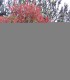Photinia Fraseri Red Robin