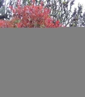 Photinia Fraseri Red Robin