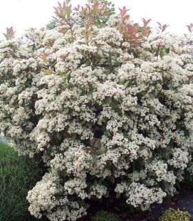Photinia Fraseri Red Robin