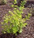 Physocarpus Opulifolius Dart'S Gold