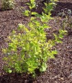 Physocarpus Opulifolius Dart's Gold