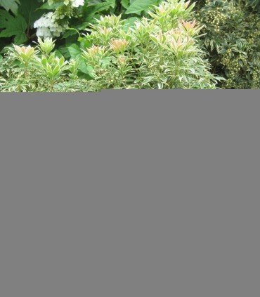 Pieris Forest Flame / Andromede Forest Flame