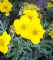 Potentilla Fruticosa Goldfinger / Potentille Goldfinger