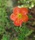 Potentilla Fruticosa Red Jocker / Potentille Red Jocker