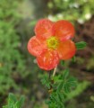 Potentilla Fruticosa Red Jocker / Potentille Red Jocker