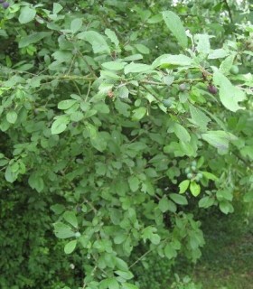 Prunus Cerasifera / Prunier Myrobolan