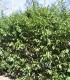Prunus Laur. Caucasica / Laurier Du Caucase