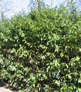 Prunus Laur. Caucasica / Laurier Du Caucase