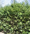 Prunus Laur. Caucasica / Laurier Du Caucase