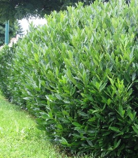 Prunus Laurocerasus Caucasica / Laurier Du Caucase