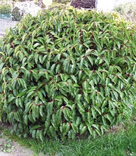 Prunus Lusitanica / Laurier Du Portugal