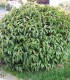 Prunus Lusitanica / Laurier Du Portugal