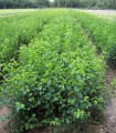 Prunus Mahaleb / Cerisier Sainte Lucie