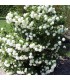 VIBURNUM opulus Roseum / BOULE DE NEIGE