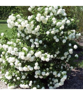 VIBURNUM opulus Roseum / BOULE DE NEIGE