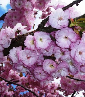 Prunus Serrulata Kanzan / Cerisier Fleurs Hisakura Kanzan