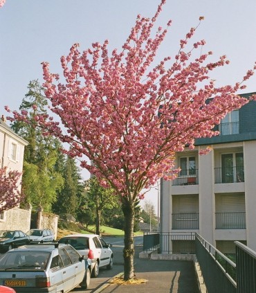 Prunus Serrulata Kanzan / Cerisier à fleurs Du Japon