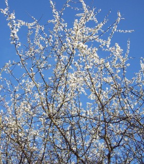 Prunus Spinosa / Epine Noire, Prunellier