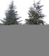Pseudotsuga Menziesii / Sapin de Douglas