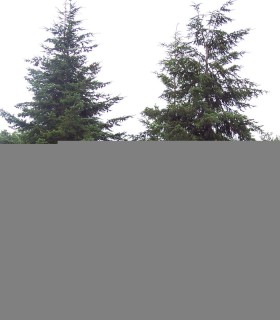 Pseudotsuga Menziesii / Sapin de Douglas