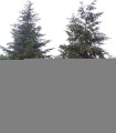 Pseudotsuga Menziesii / Sapin de Douglas