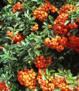 Pyracantha Fruits Orange / Buisson Ardent Fruits Orange